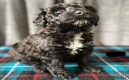 Portuguese Water Dog dogs for sale: Portuguese Water Dog Puppies For Sale - Image 18