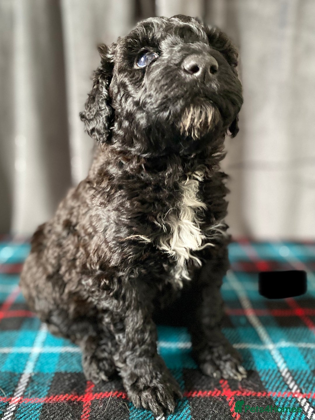 Portuguese Water Dog dogs for sale: Portuguese Water Dog Puppies For Sale - Image 18