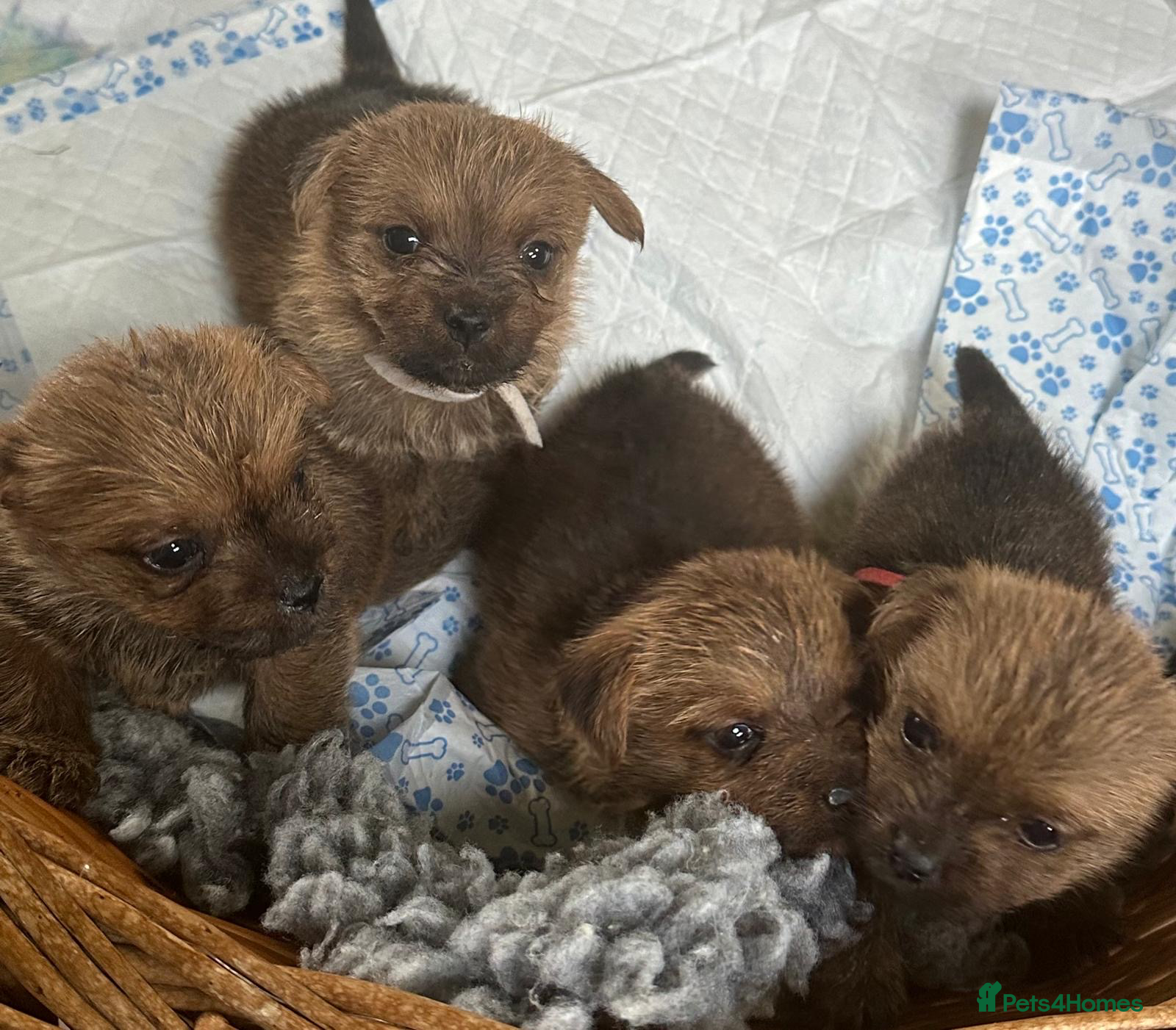 Norfolk Terrier dogs Norfolk Terrier Puppies for Sale – 1 Bitch 3 Dogs - Advert 1