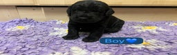 Labradoodle dogs for sale: Gorgeous labradoodle puppies - Advert 10