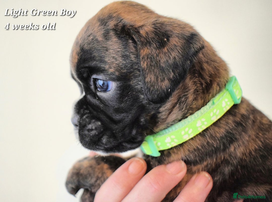 Boxer dogs for sale: 9 Beautiful Boxer Pups - Available from 22/12/2025 - Advert 2