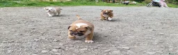 American Bulldog dogs for sale: Happy, chunky, healthy American Bulldog puppies  - Advert 22