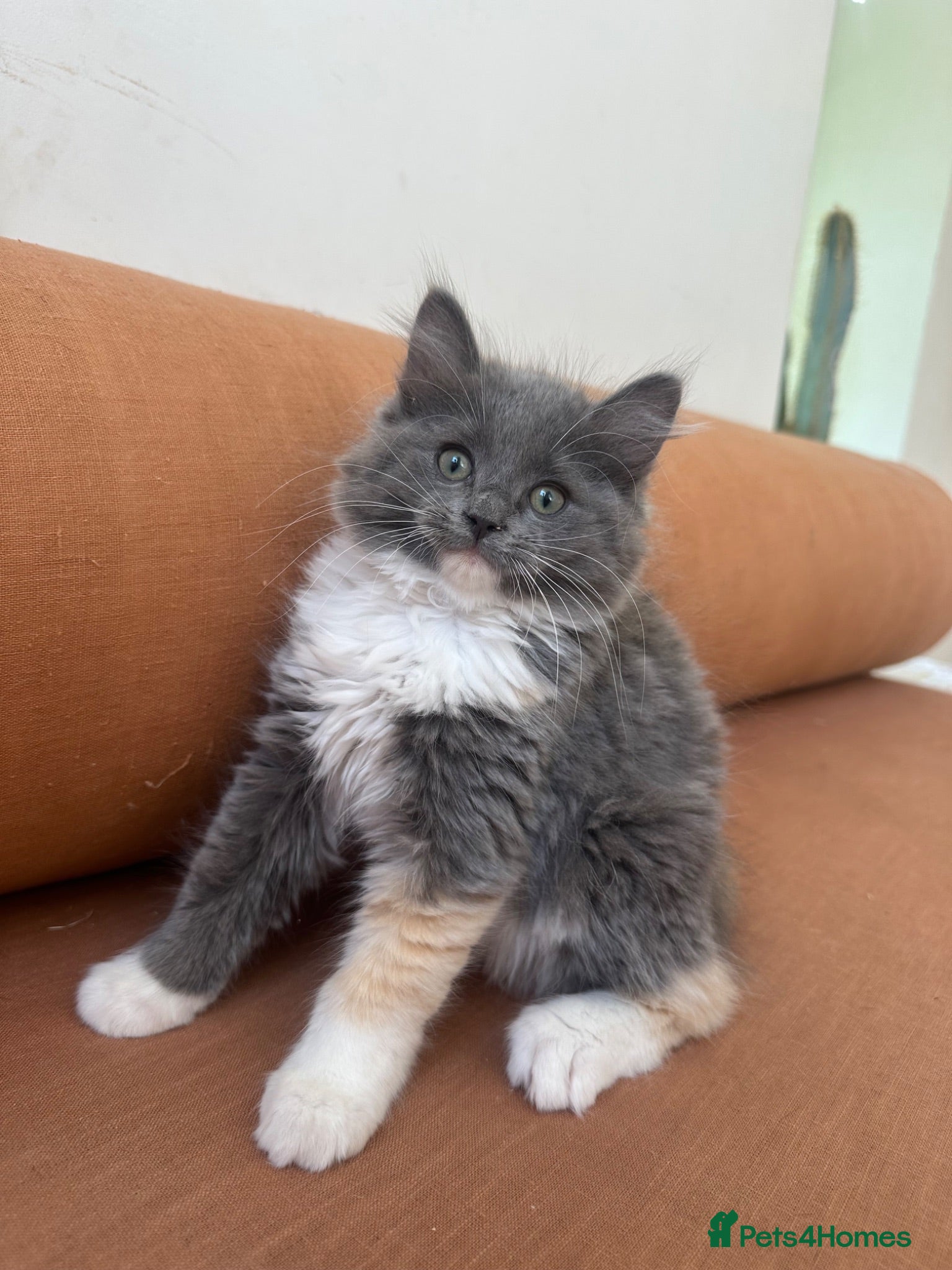 Ragdoll cats Exceptional 3/4 Ragdoll Girls Ready now! - Advert 1