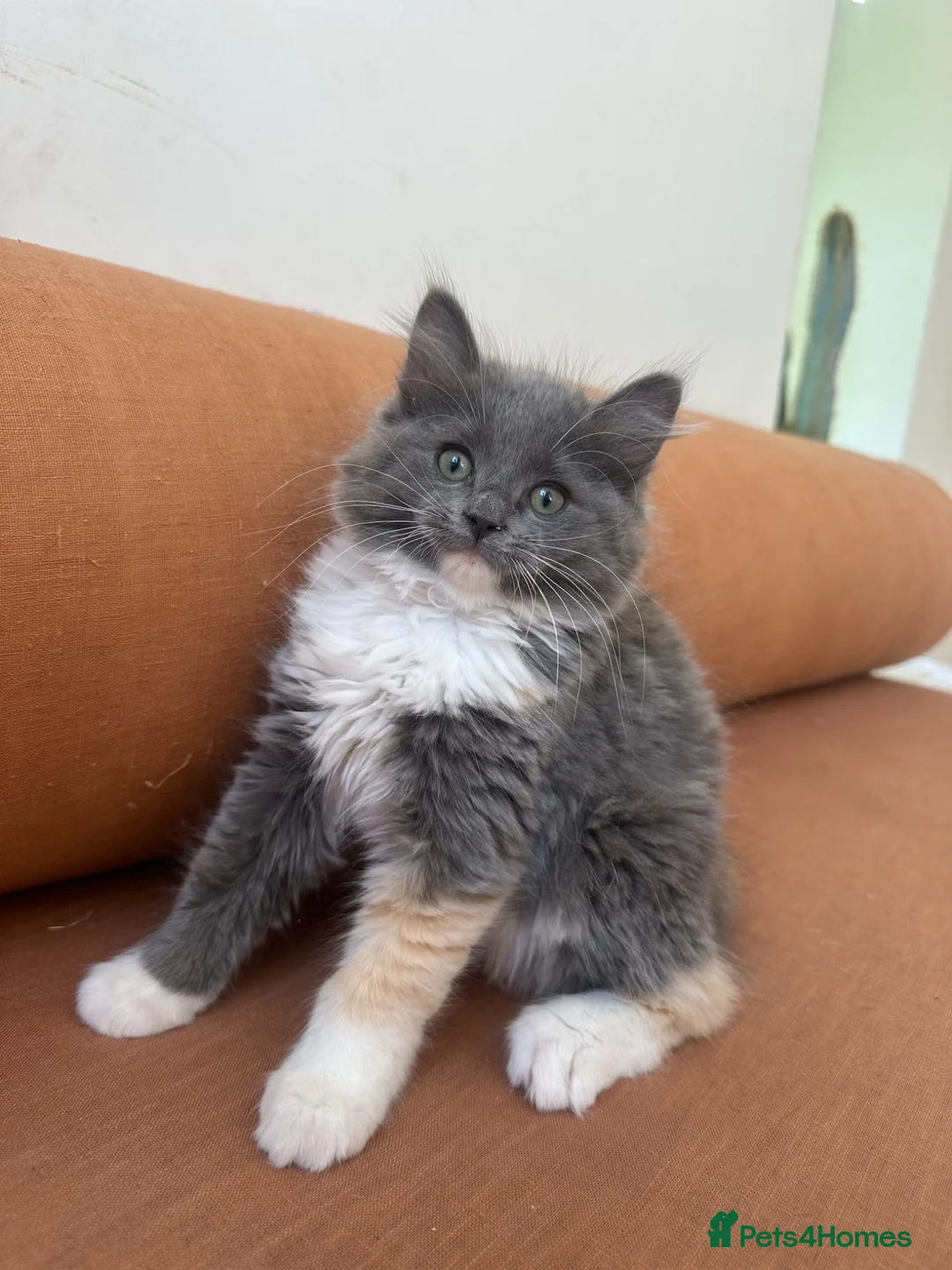 Ragdoll cats for sale: Exceptional 3/4 Ragdoll Girls Ready now! - Advert 1