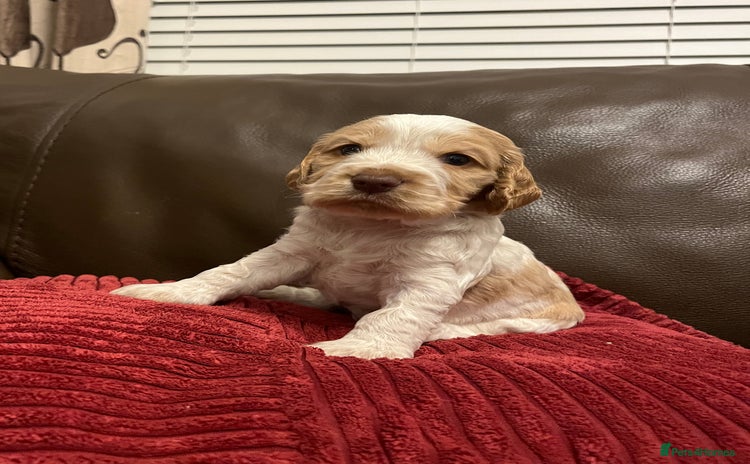 Cocker Spaniel dogs - Advert 6