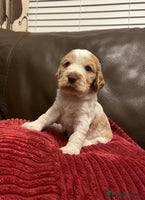 Cocker Spaniel dogs - Advert 10