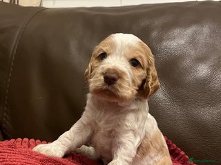 Cocker Spaniel dogs - Advert 4