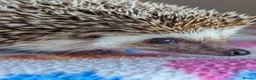 Pygmy Hedgehog rodents for sale: Celine is looking for a 5*Home - Advert 8