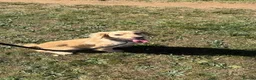 Cocker Spaniel dogs for sale: KC Registered Cocker spaniels  in Godalming - Advert 12