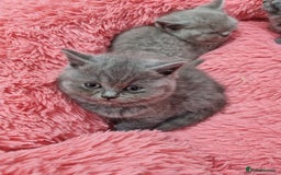 British Shorthair cats for sale: British shorthair kittens lilac/blue - Image 34