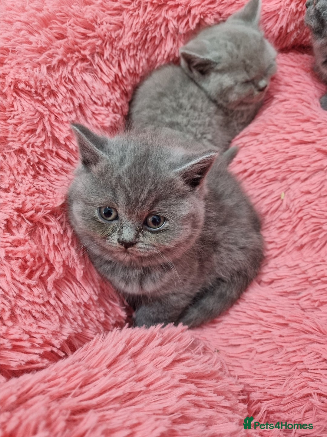 British Shorthair cats for sale: British shorthair kittens lilac/blue - Image 34