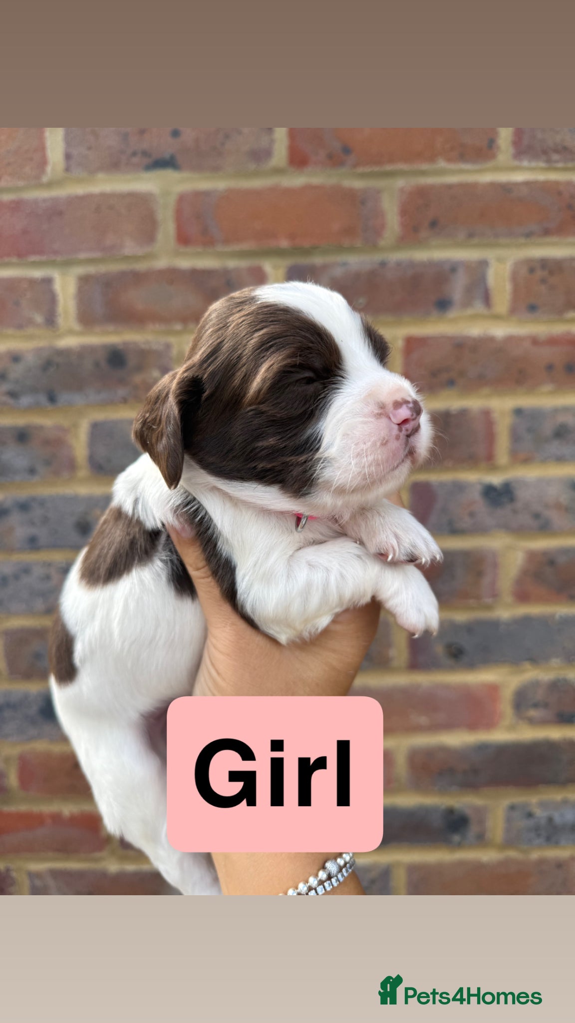 Sprocker dogs for sale: 6 beautiful sprocker - Advert 13