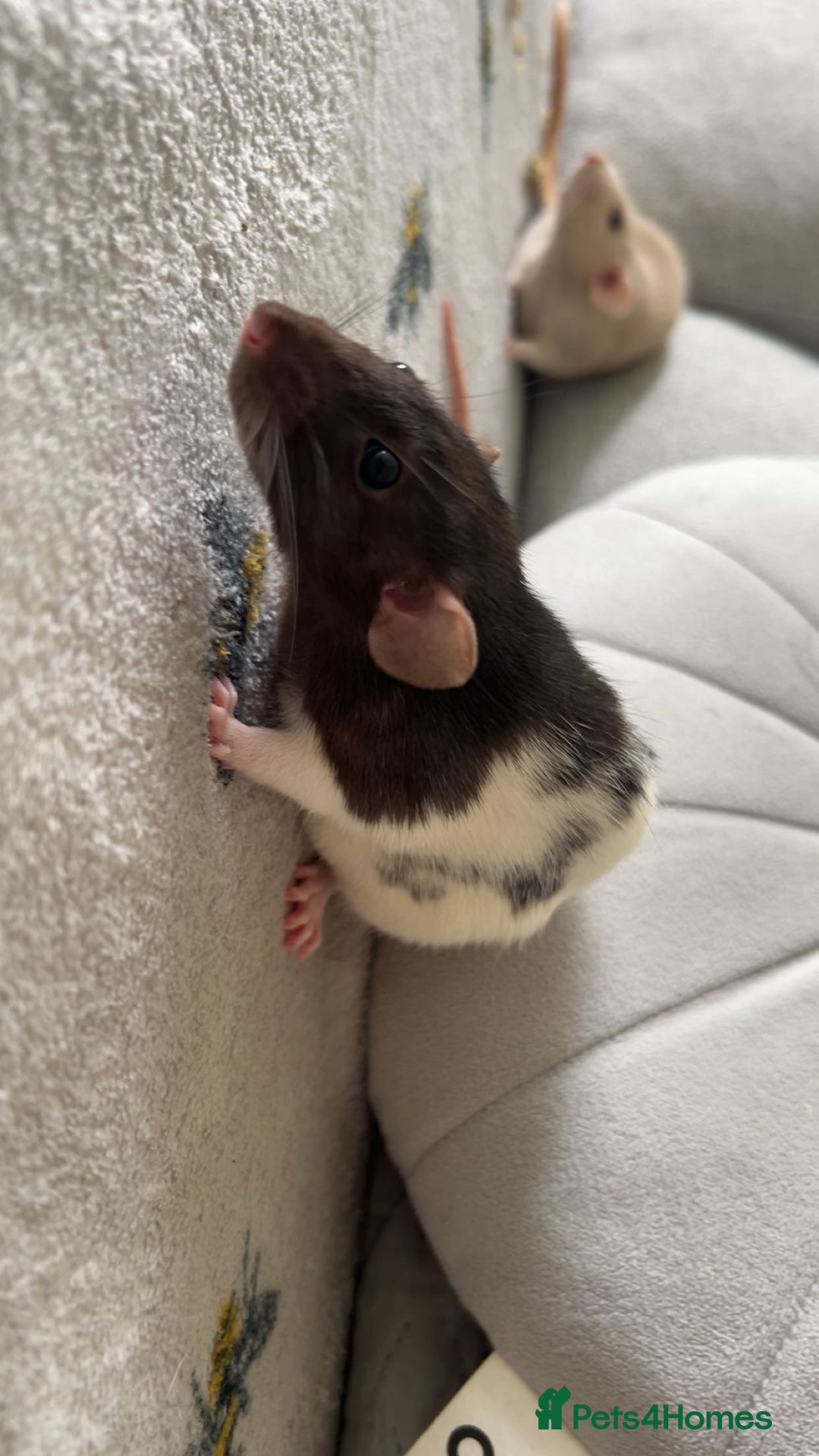 Rat rodents for sale: Pair of 4 month old female rats - Image 6