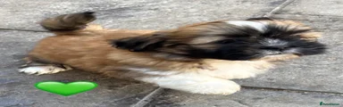 Lhasa Apso 3