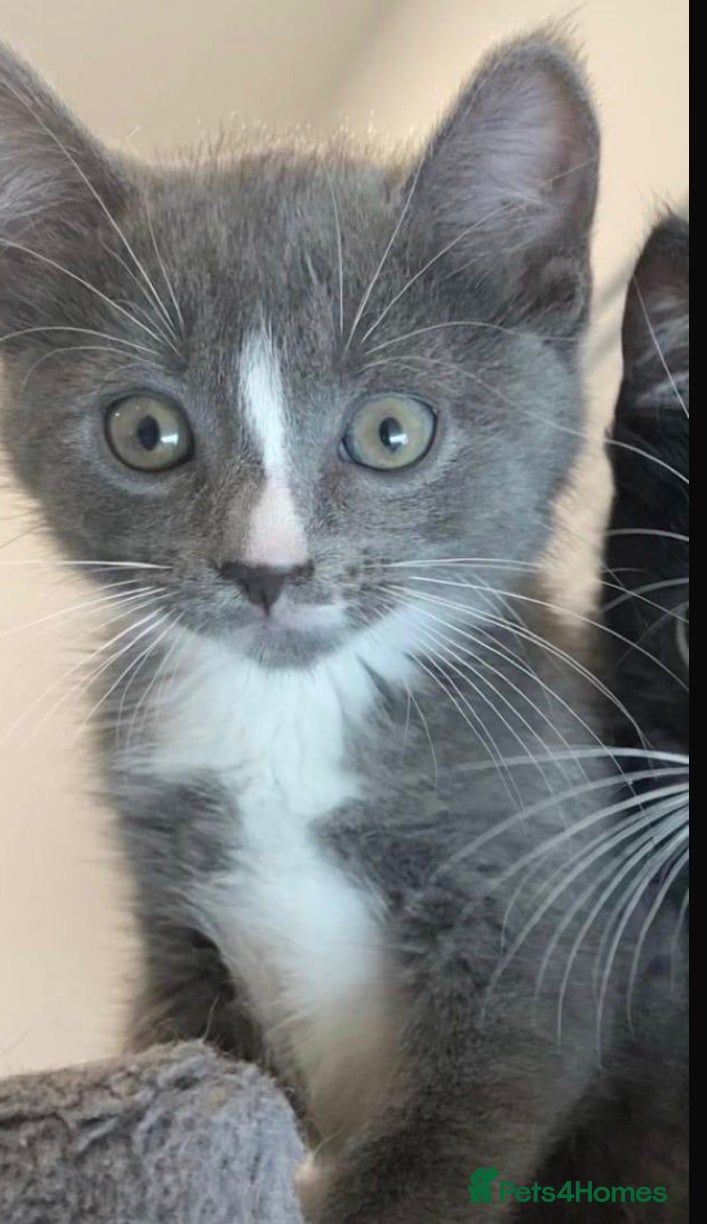Mixed Breed cats Little grey kittens - Advert 1