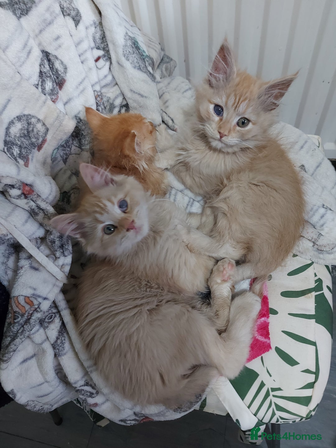 Mixed Breed cats for sale: Maine coon x sphynx kittens - Advert 5