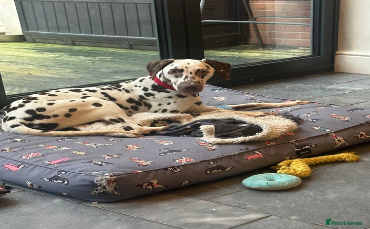 Dalmatian dogs - Advert 1
