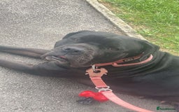 Cane Corso dogs for sale: Cane corso  - Image 1
