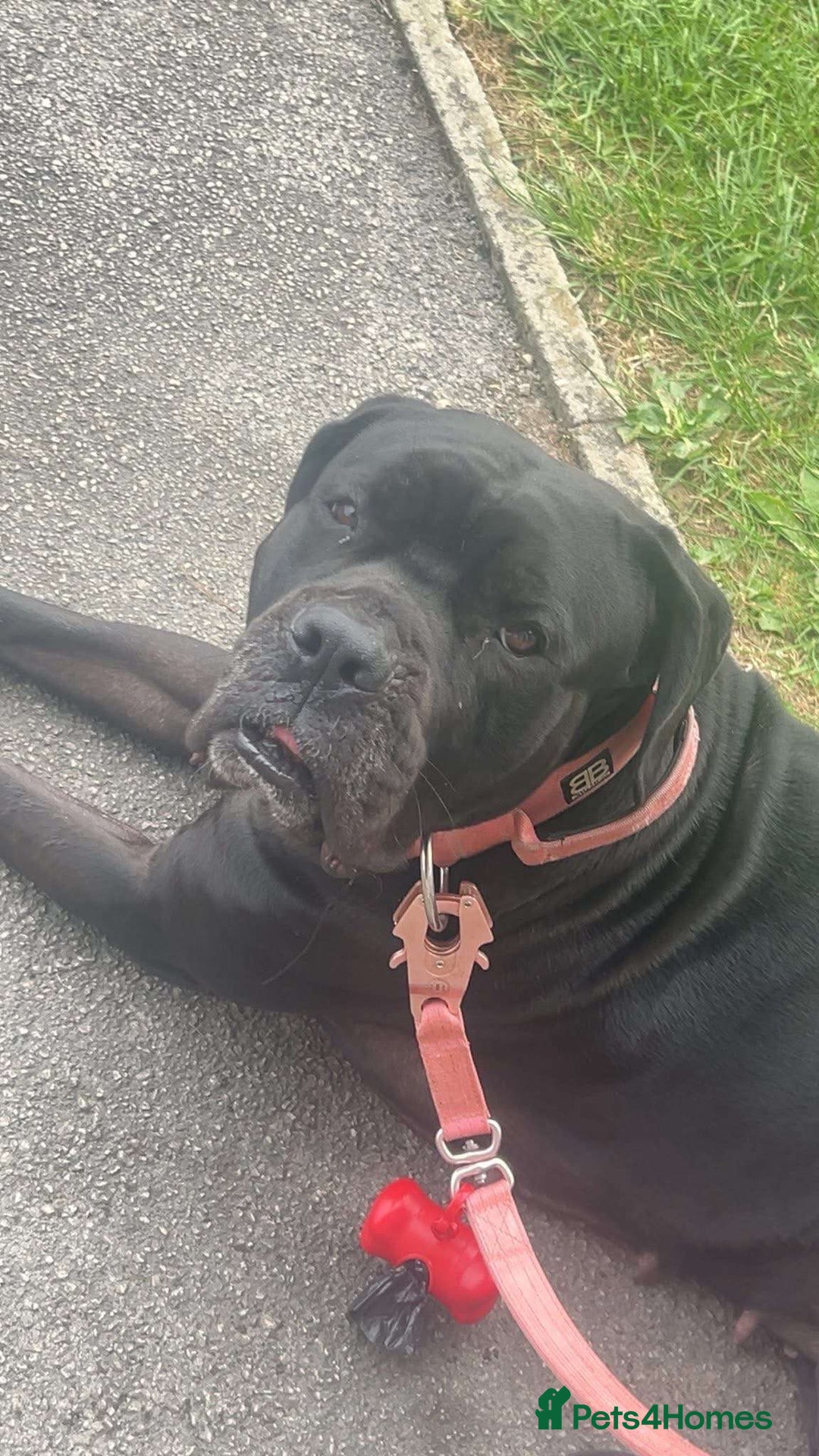 Cane Corso dogs for sale: Cane corso  - Image 1