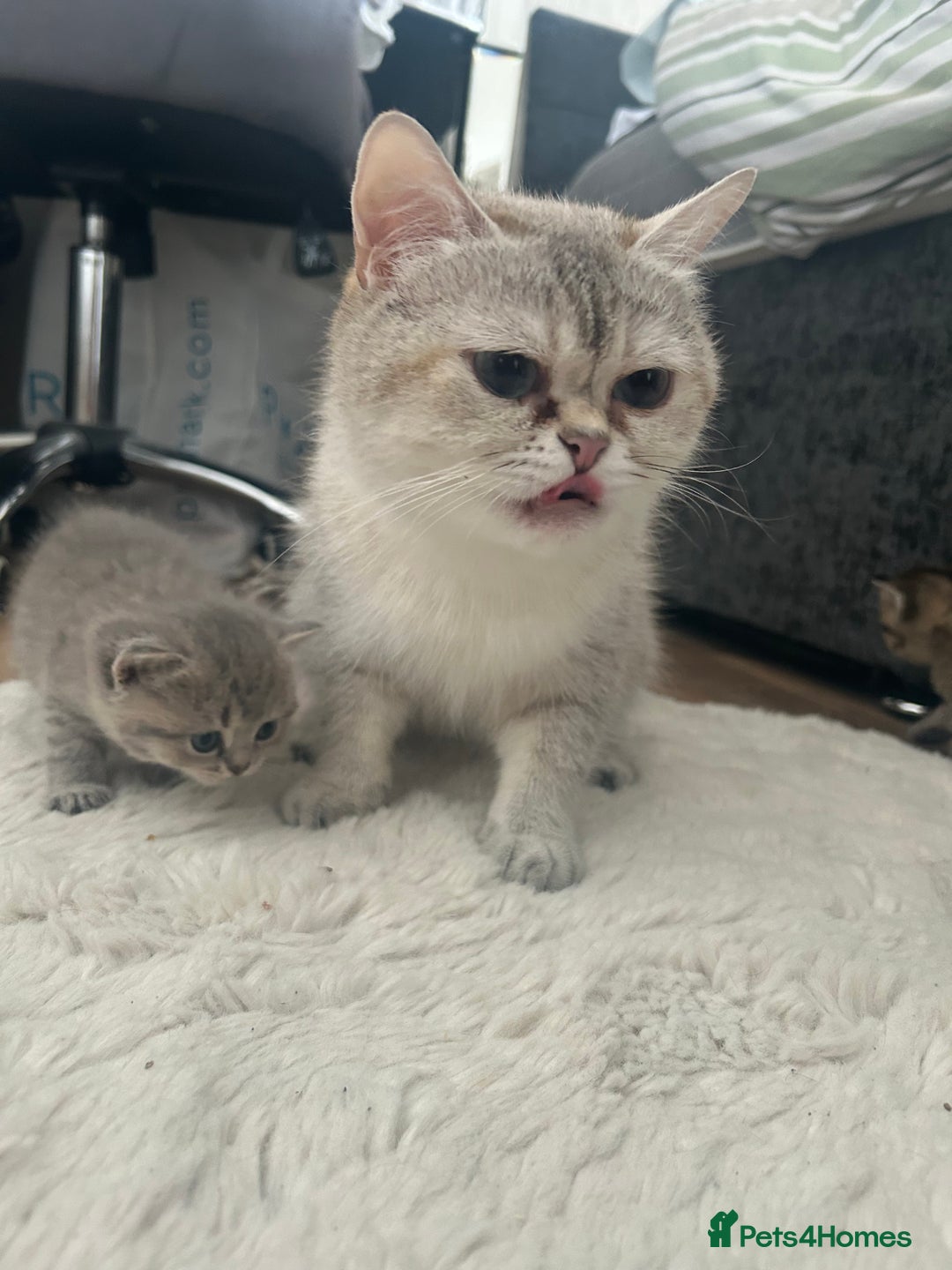 British Shorthair cats for sale: British shorthair kittens  - Image 1