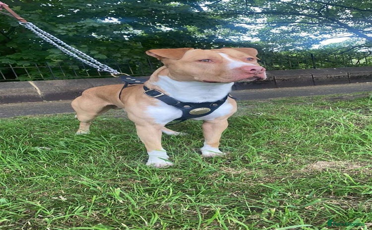 American Bully dogs - Advert 1