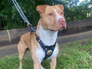 American Bully dogs - Advert 22
