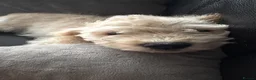 Cavapoochon dogs for sale: Lovely puppies looking for good home  - Advert 10
