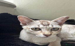 Burmese cats for sale: GCCF reg Pedigree Kittens - Image 20