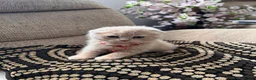 British Shorthair cats for sale: 😻CREAM & RED COLOUR KITTENS 😻 - Advert 27