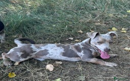 Jack Russell dogs for sale: Jack Russel male Lilca Merle  - Image 4