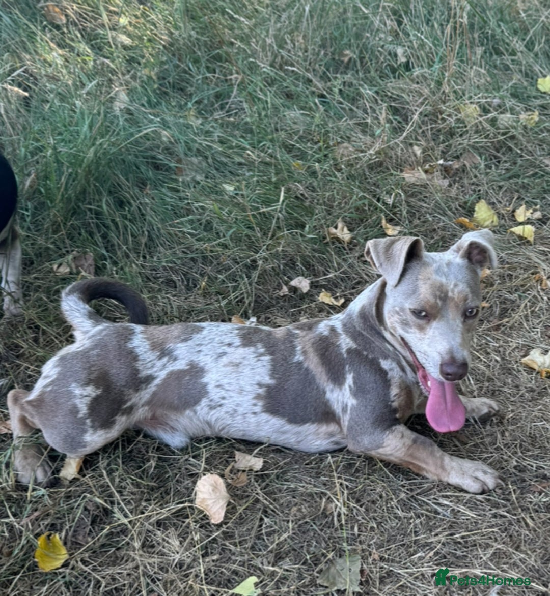 Jack Russell dogs for sale: Jack Russel male Lilca Merle  - Image 4