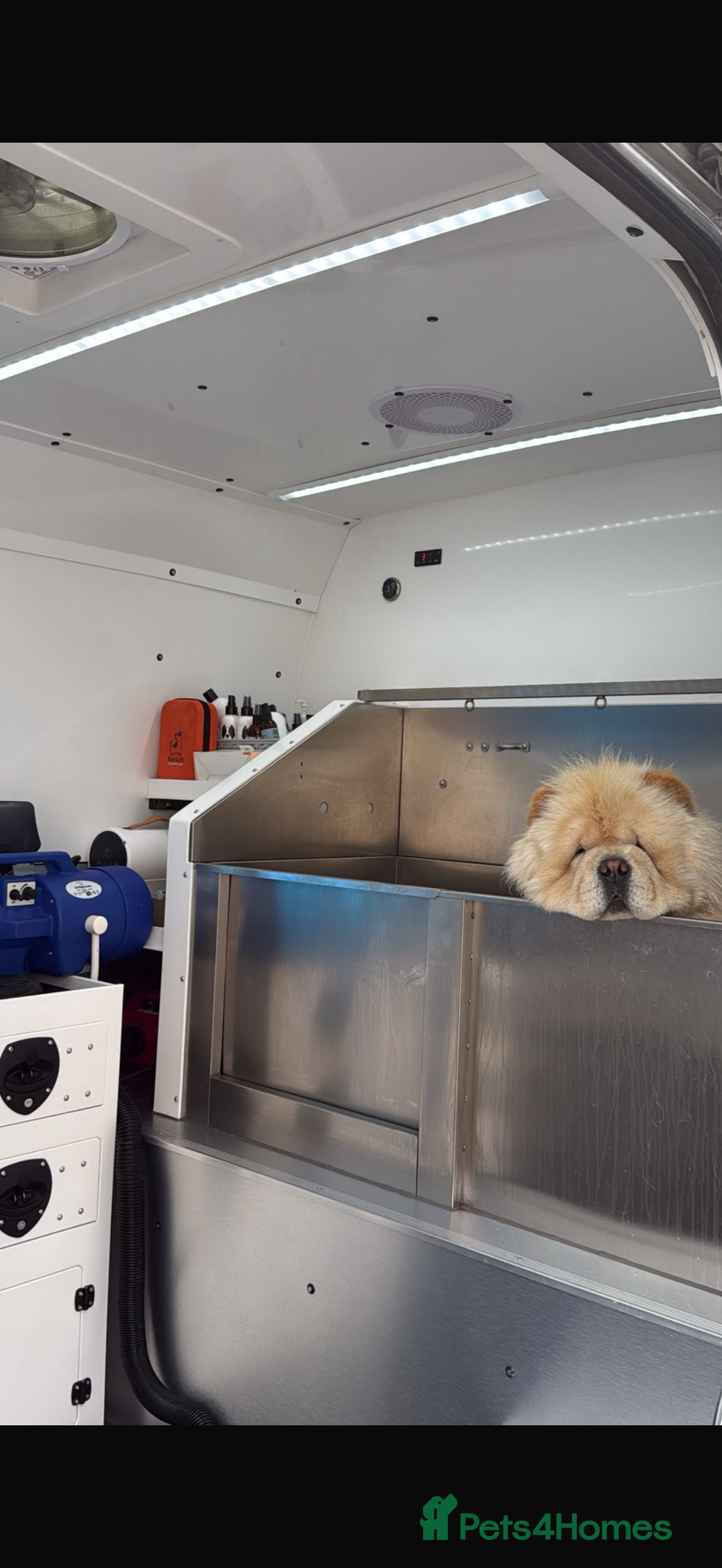 Chow Chow dogs for sale: DWKC registered chow chow - Advert 3