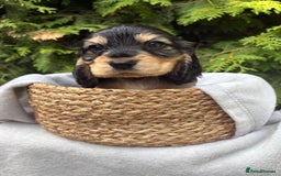 Cocker Spaniel dogs for sale: GORGEOUS SHOW TYPE SABLES COCKER SPANIAL PUPPIES - Image 16
