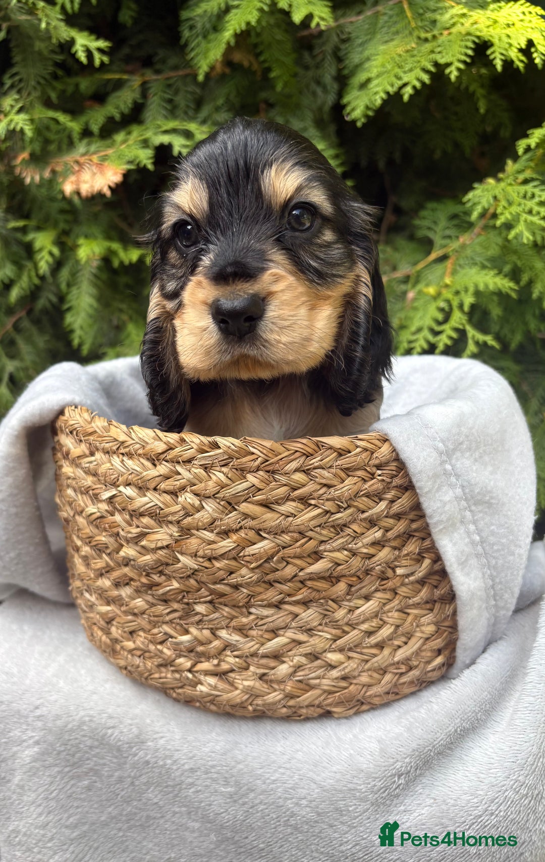 Cocker Spaniel dogs for sale: GORGEOUS SHOW TYPE SABLES COCKER SPANIAL PUPPIES - Image 16