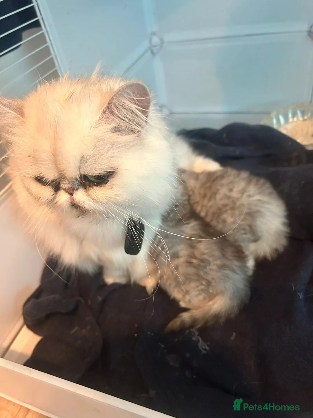 Persian cats for sale: Beautiful persian chinchilla kittens - Advert 2