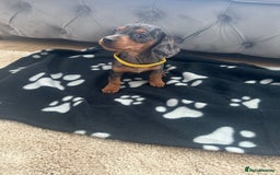 Miniature Dachshund dogs for sale: Miniature dapple dachshund  - Image 2