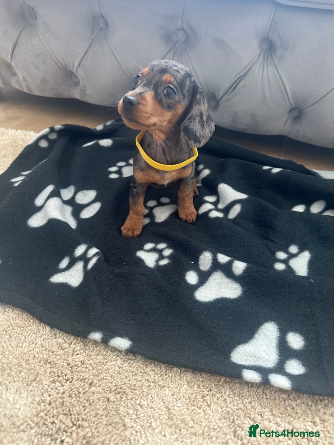 Miniature Dachshund dogs for sale: Miniature dapple dachshund  - Image 2