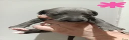 Whippet dogs for sale: KC Registered Whippet Puppies - Advert 13