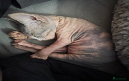 Sphynx cats for sale: 3 beautiful sphynx kittens  - Image 8
