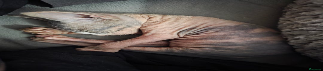 Sphynx Kitten 2