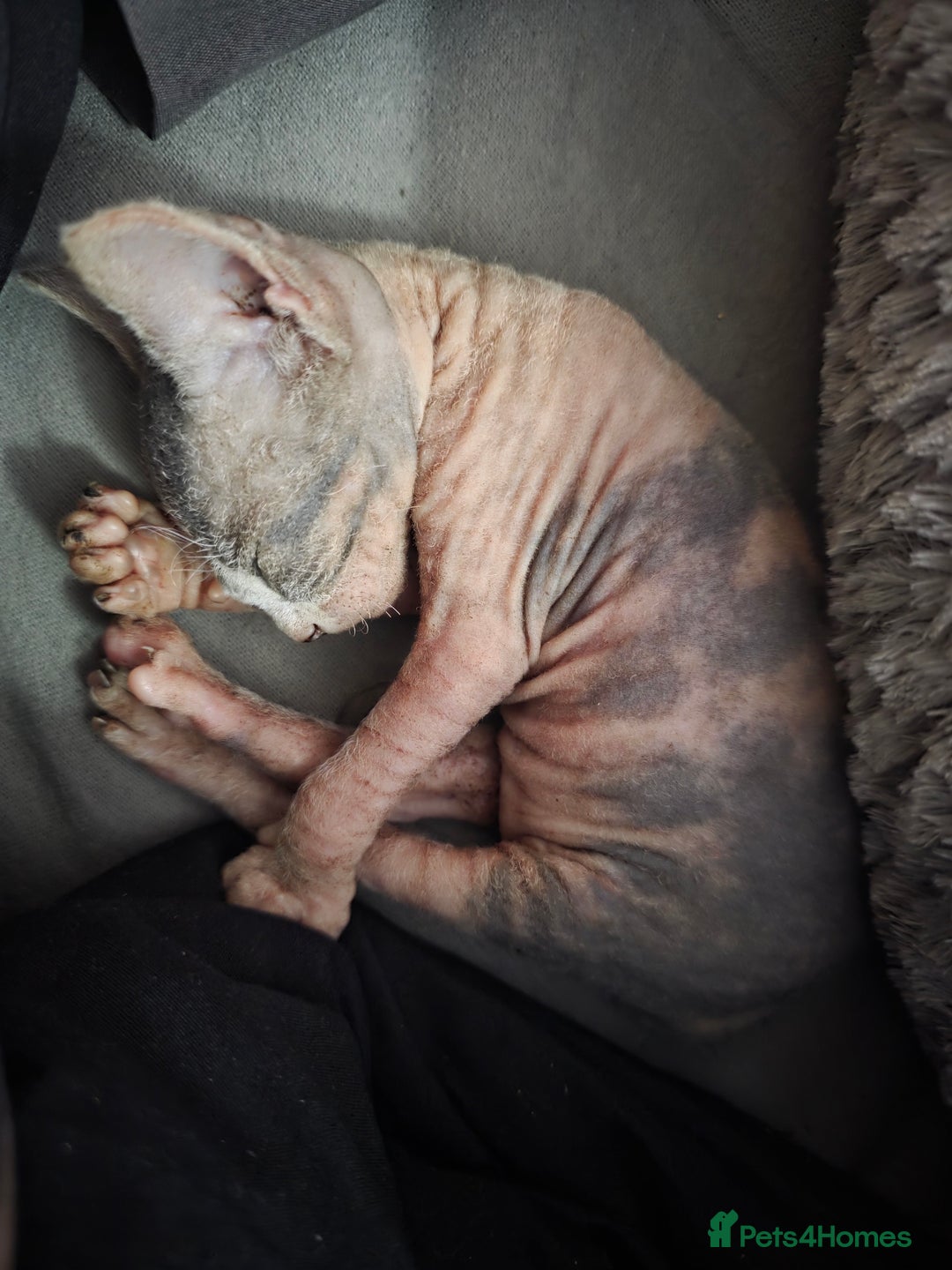 Sphynx cats for sale: 3 beautiful sphynx kittens  - Image 8
