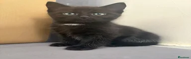 Mixed Breed Kitten 2