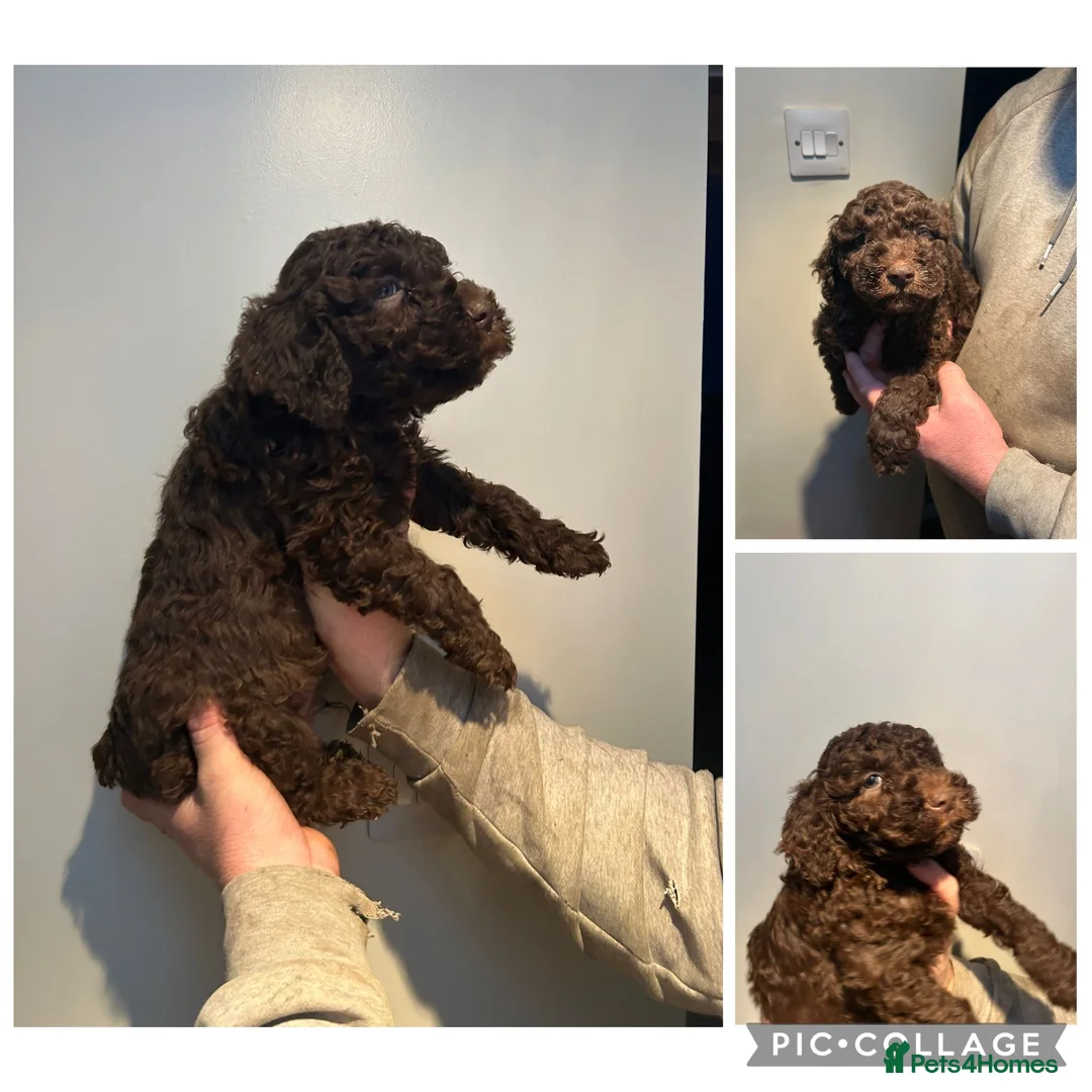 Lagotto Romagnolo dogs for sale: One last boy left 😍😍 - Advert 6
