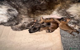 Shih Tzu dogs for sale: Standard size shihtzu pups  - Image 13