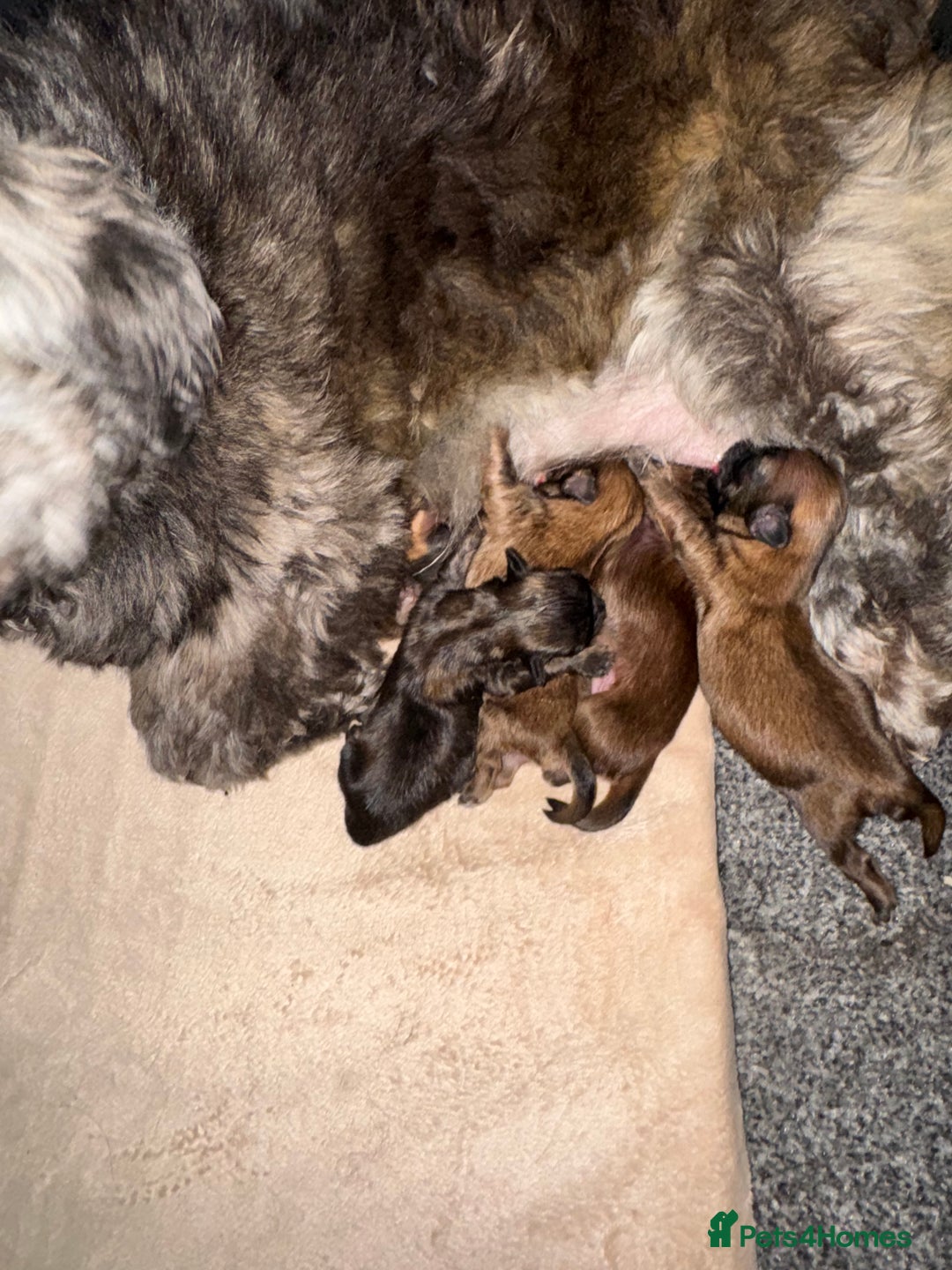 Shih Tzu dogs for sale: Standard size shihtzu pups  - Image 13
