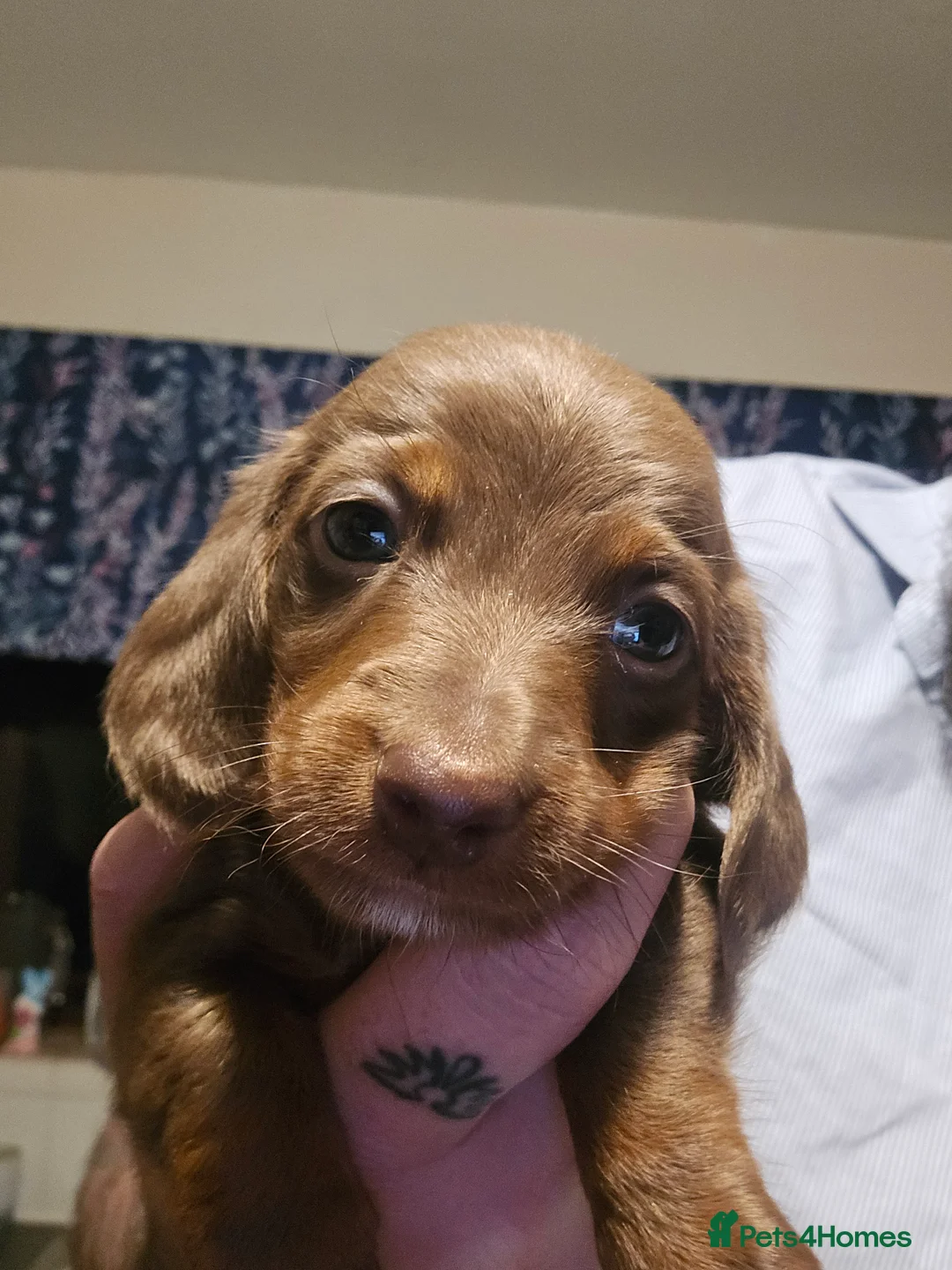 Miniature Dachshund dogs for sale: Three Beautiful Male Dachshund Puppies - Advert 2