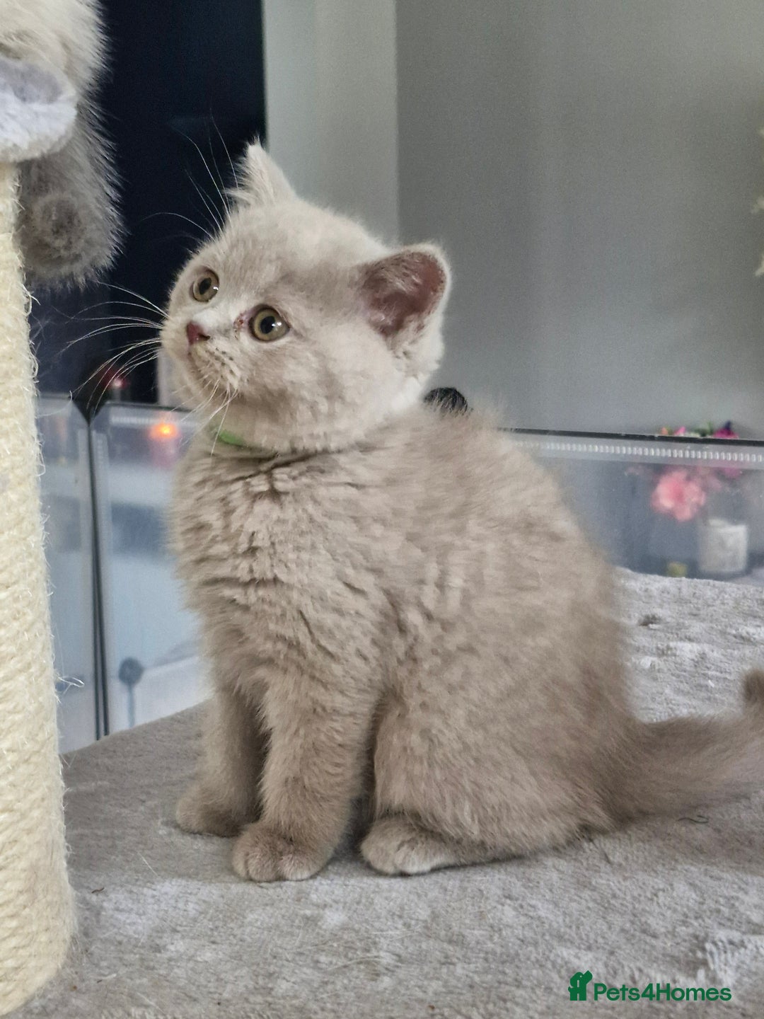 British Shorthair cats for sale: Pedigree British shorthair, longhair, blue, lilac - Image 14