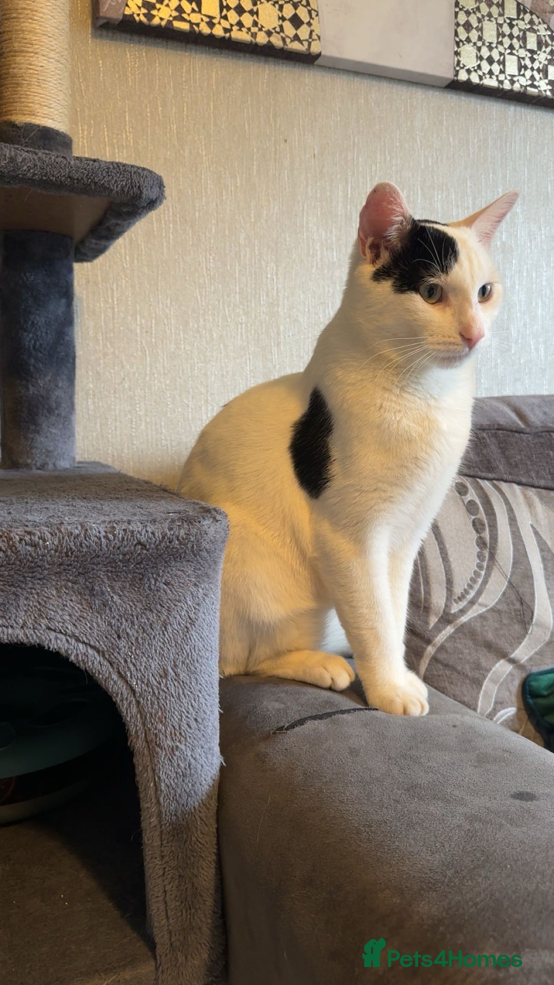 Mixed Breed cats for sale: Milo ready for his new home  - Image 3