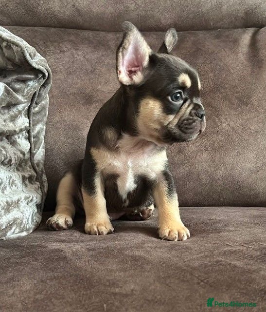 French Bulldog dogs 6 Week KC Reg French Bulldog Pups|Fluffy&Pink carr - Advert 18