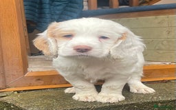 Clumber Spaniel dogs for sale: KC Working Clumber Spaniel - 2 boys available  - Image 13